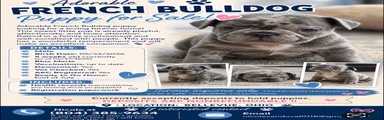 French Bulldog 2