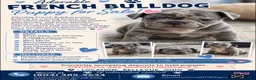 French Bulldog dogs for sale: French Bulldog 2 - Ad 1