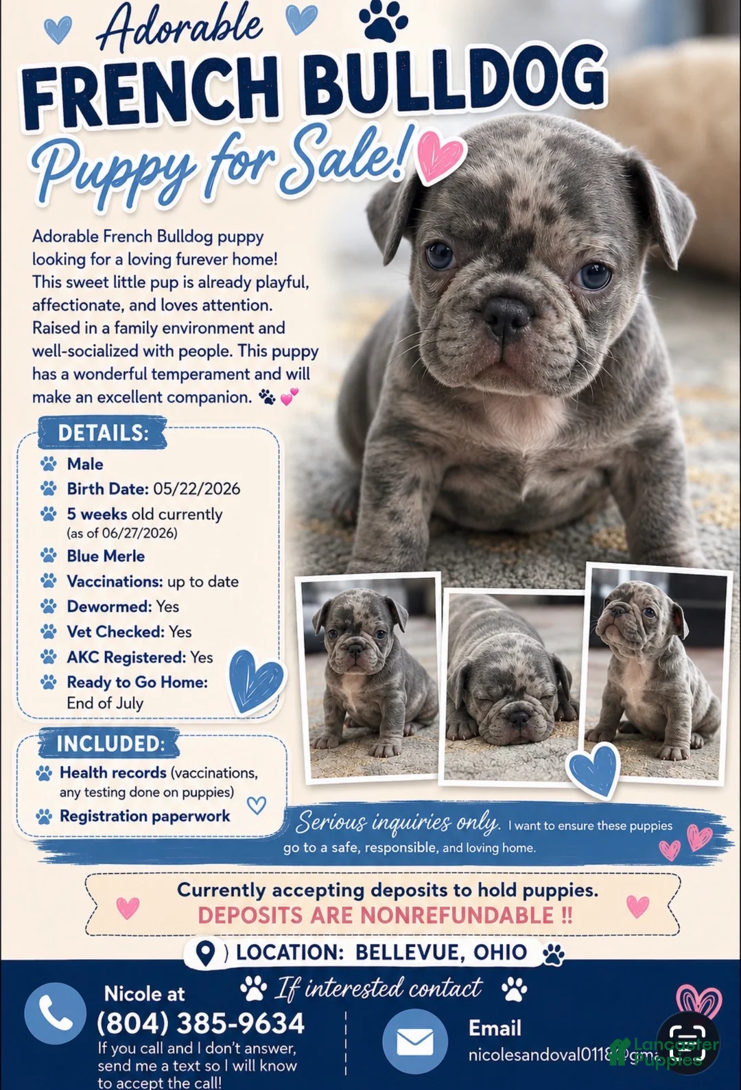 French Bulldog dogs for sale: French Bulldog 2 - Ad 1