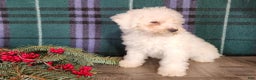 Mini Bernedoodle dogs for sale: Rudolph - Ad 10