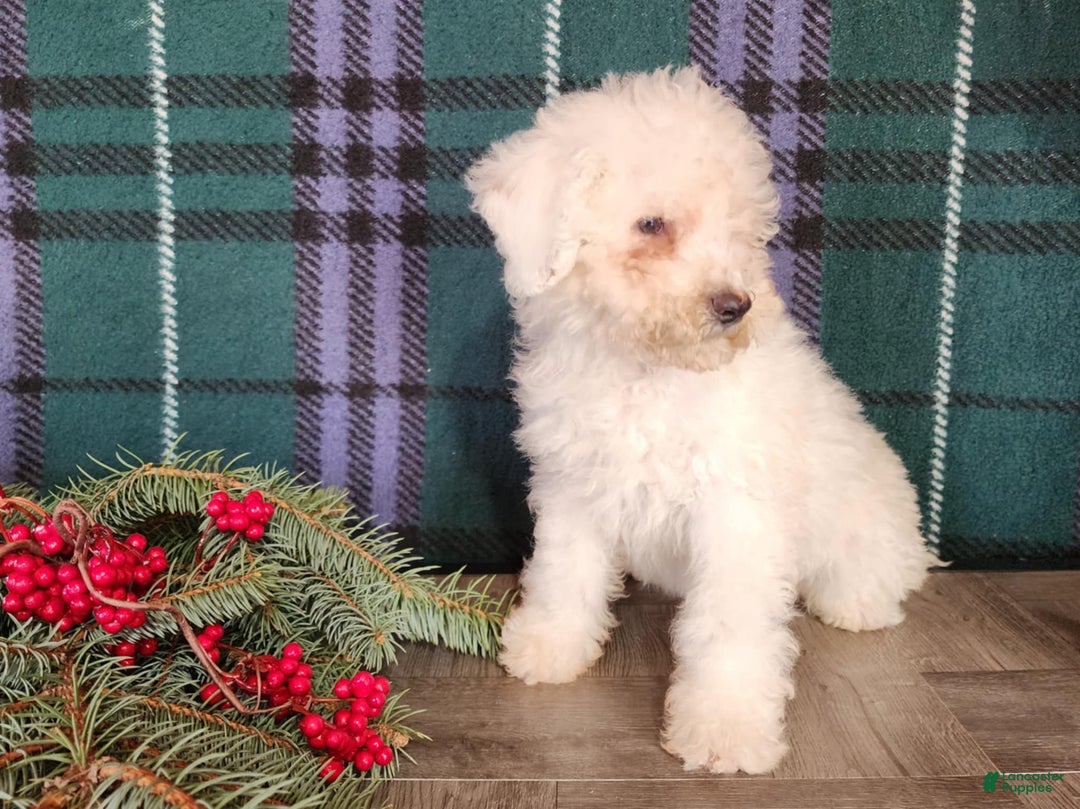 Mini Bernedoodle dogs for sale: Rudolph - Ad 10