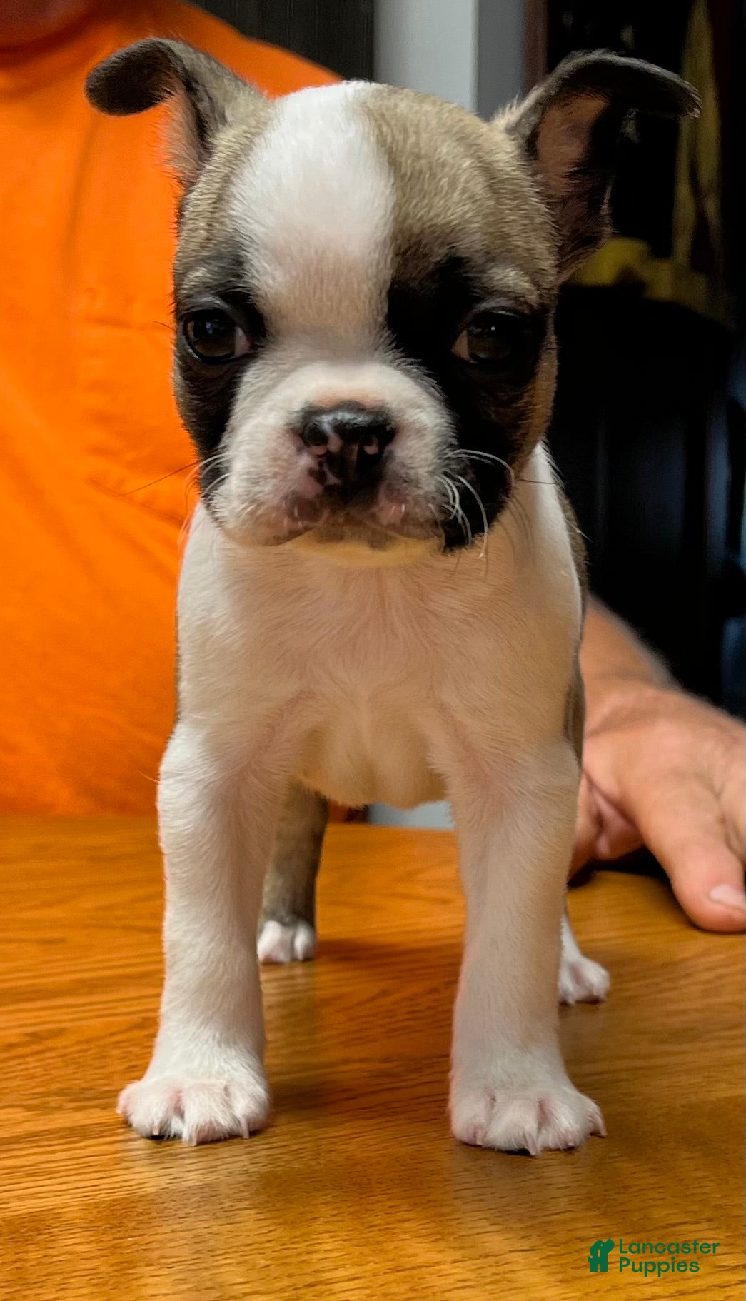 Boston Terrier dogs Boston Terrier 7 - Little Louie  - Ad 1