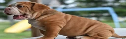 Mixed Breed dogs for sale: Hercules Bulldog hybrid  - Ad 29
