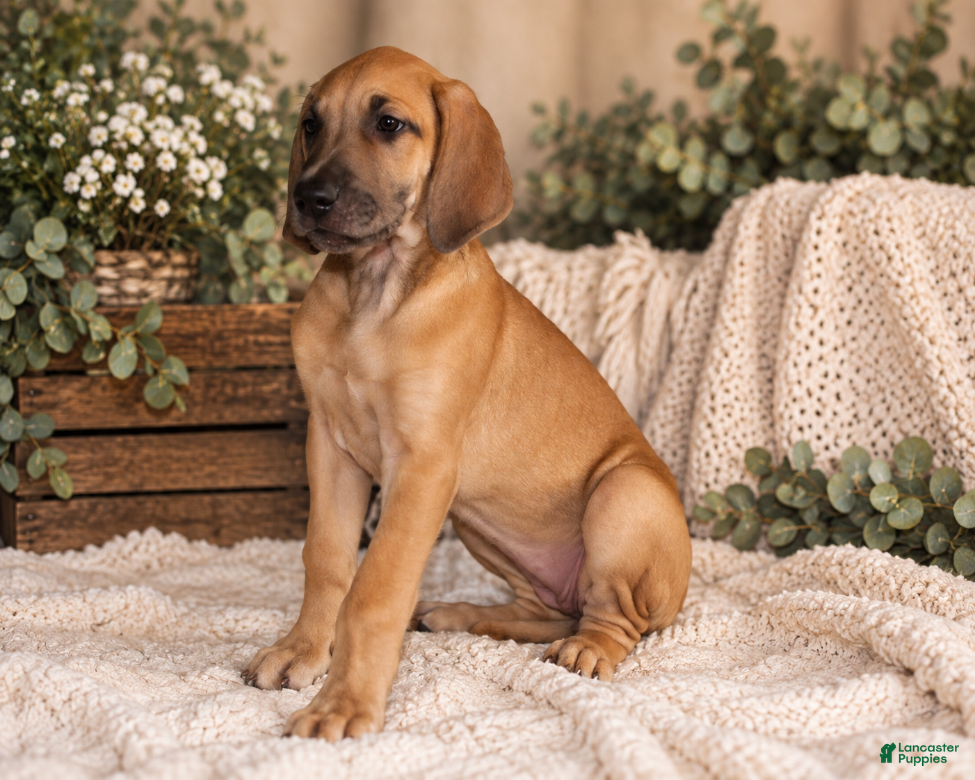 Great Dane dogs Dolly - Ad 1