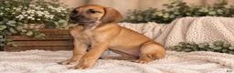 Great Dane dogs for sale: Dolly - Ad 1