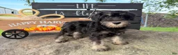 Miniature Schnauzer dogs for sale: Tiffany Miniature Schnauzer  - Ad 17