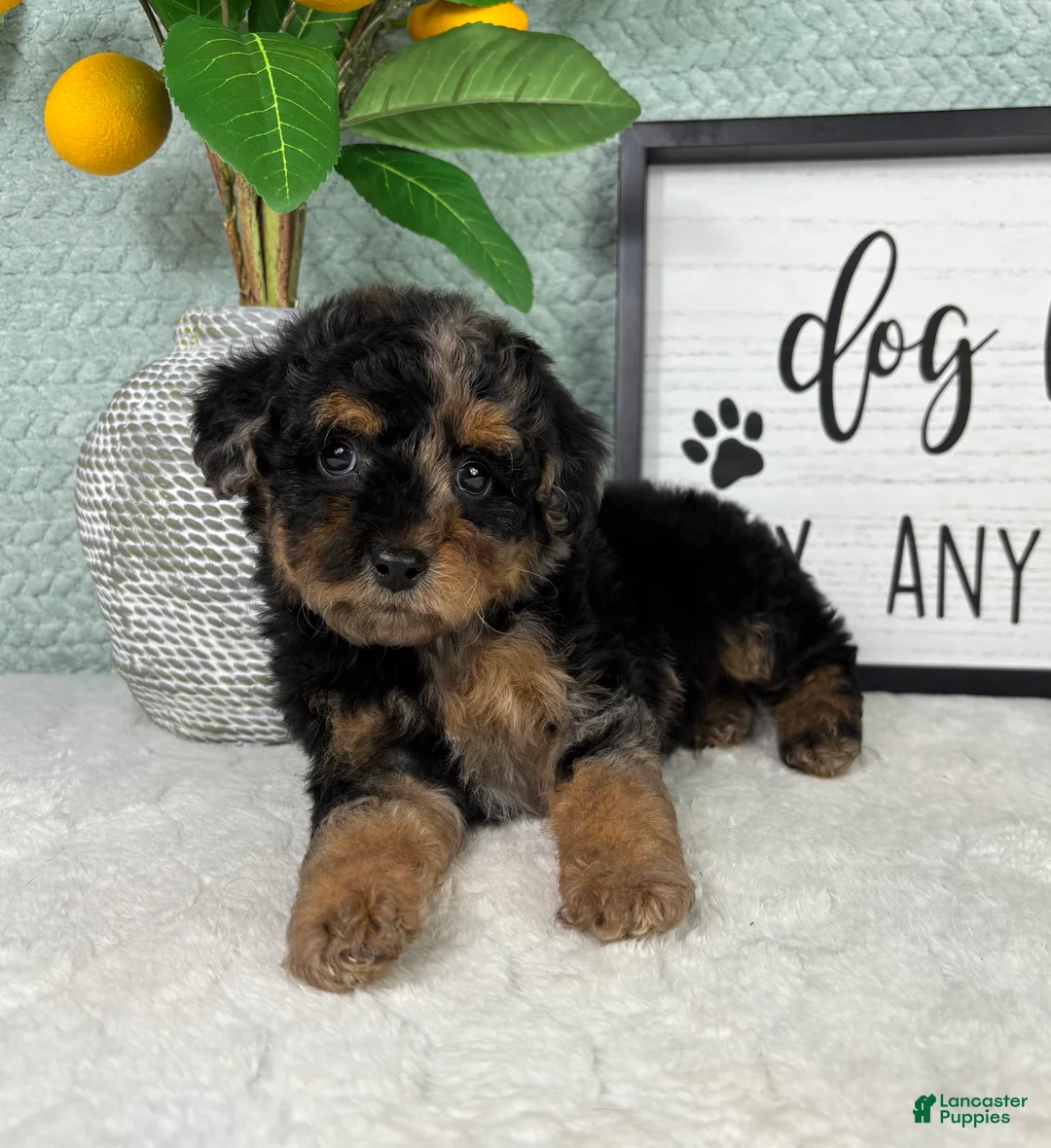 Yorkiepoo dogs for sale: Peanut  - Ad 4