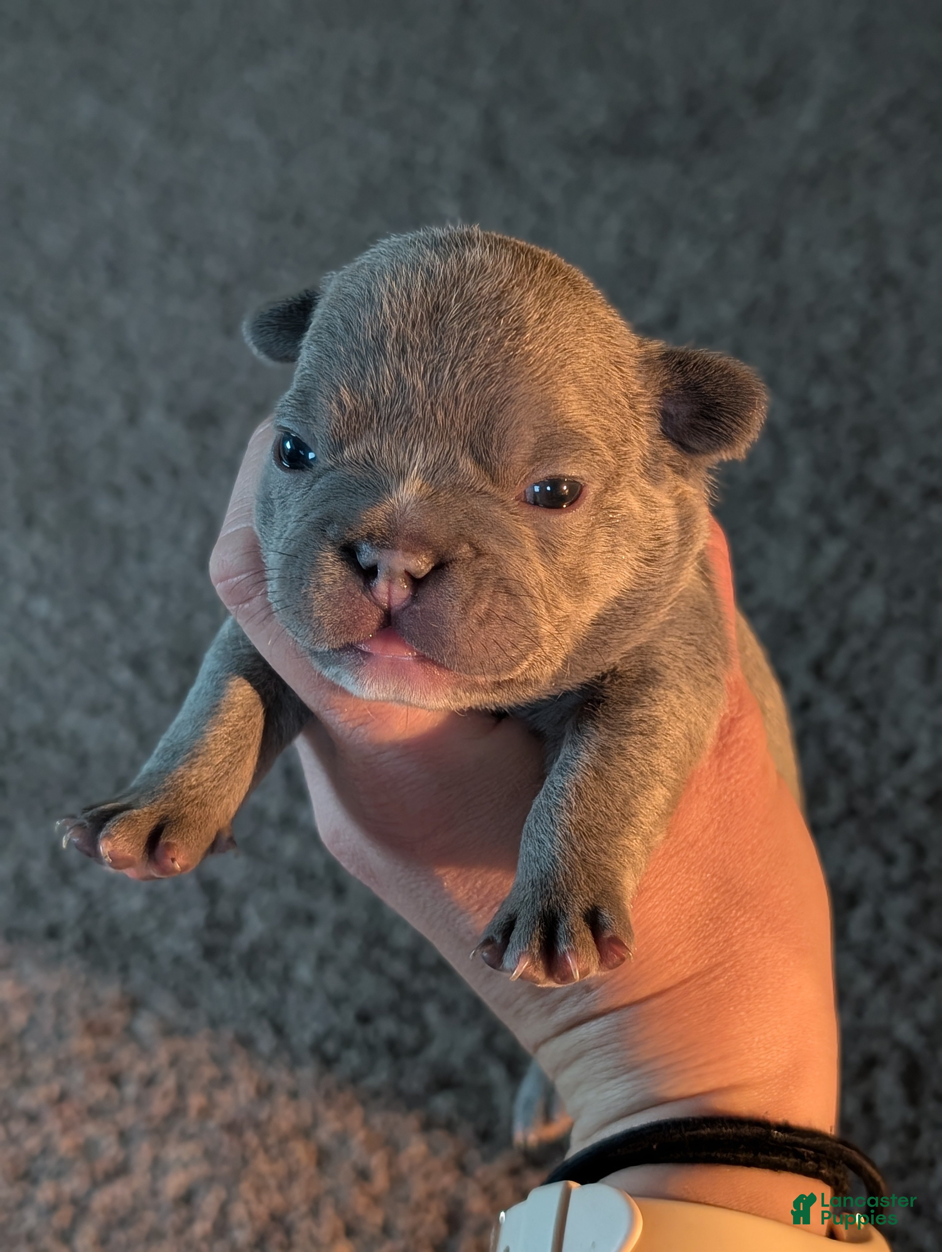 French Bulldog dogs Pancake - Ad 16