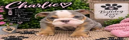 English Bulldog dogs for sale: Charlie - Ad 3