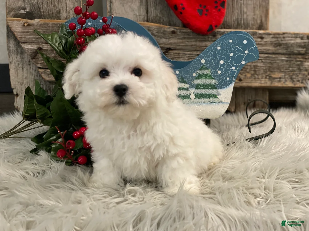 Bichon Frise dogs for sale: Ellis - Ad 1