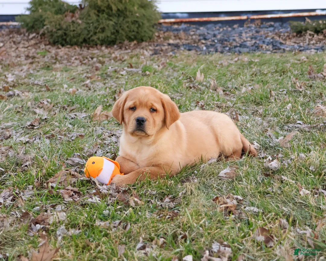 Labrador Retriever dogs for sale: Eagle - Ad 2