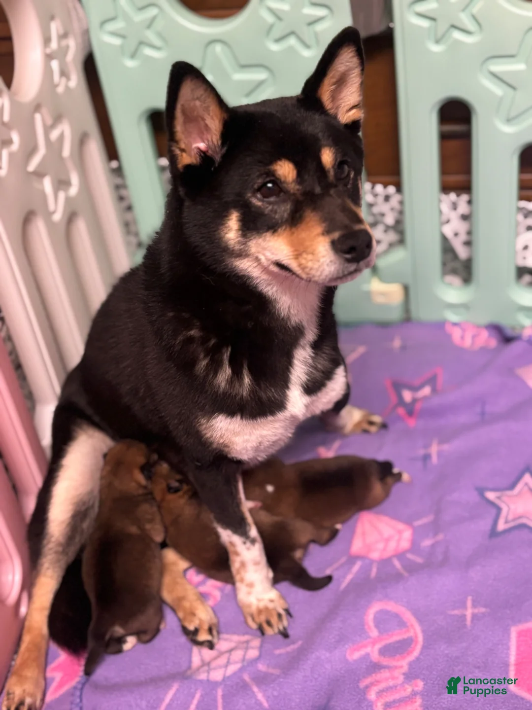 Shiba Inu dogs for sale: Shiba Inu Puppy 2 Sugar  - Ad 5