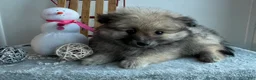 Pomeranian dogs for sale: Smoky  - Ad 5