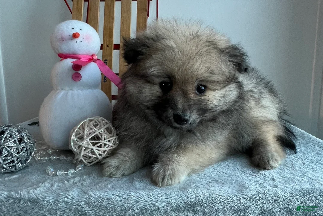 Pomeranian dogs for sale: Smoky  - Ad 5
