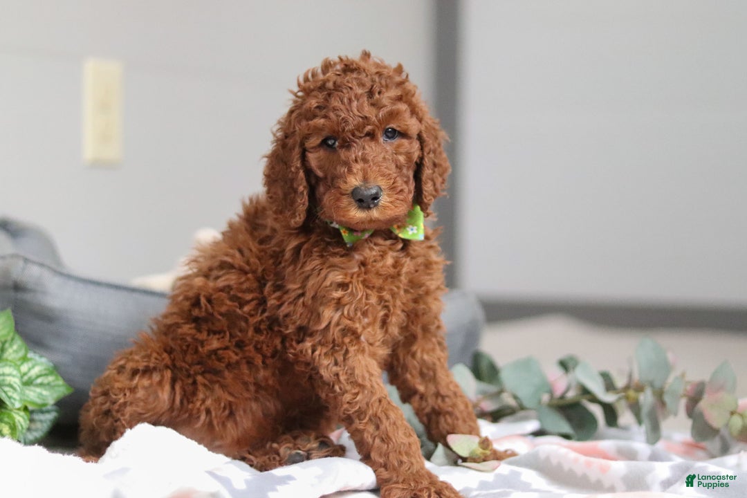 Standard Poodle dogs for sale: Blake AKC - Ad 2