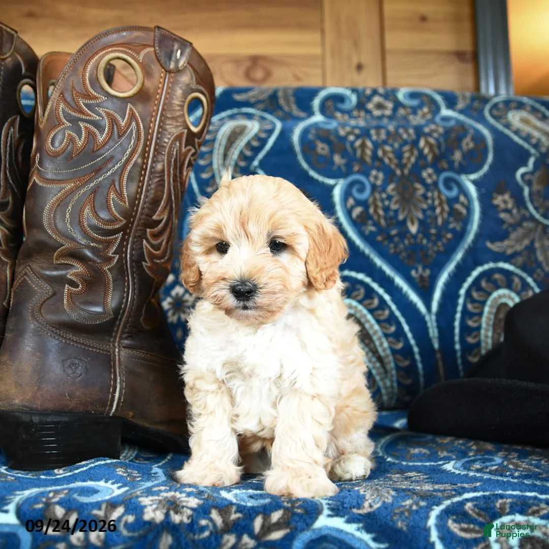 Cavapoo dogs for sale: Sherlock - Ad 5