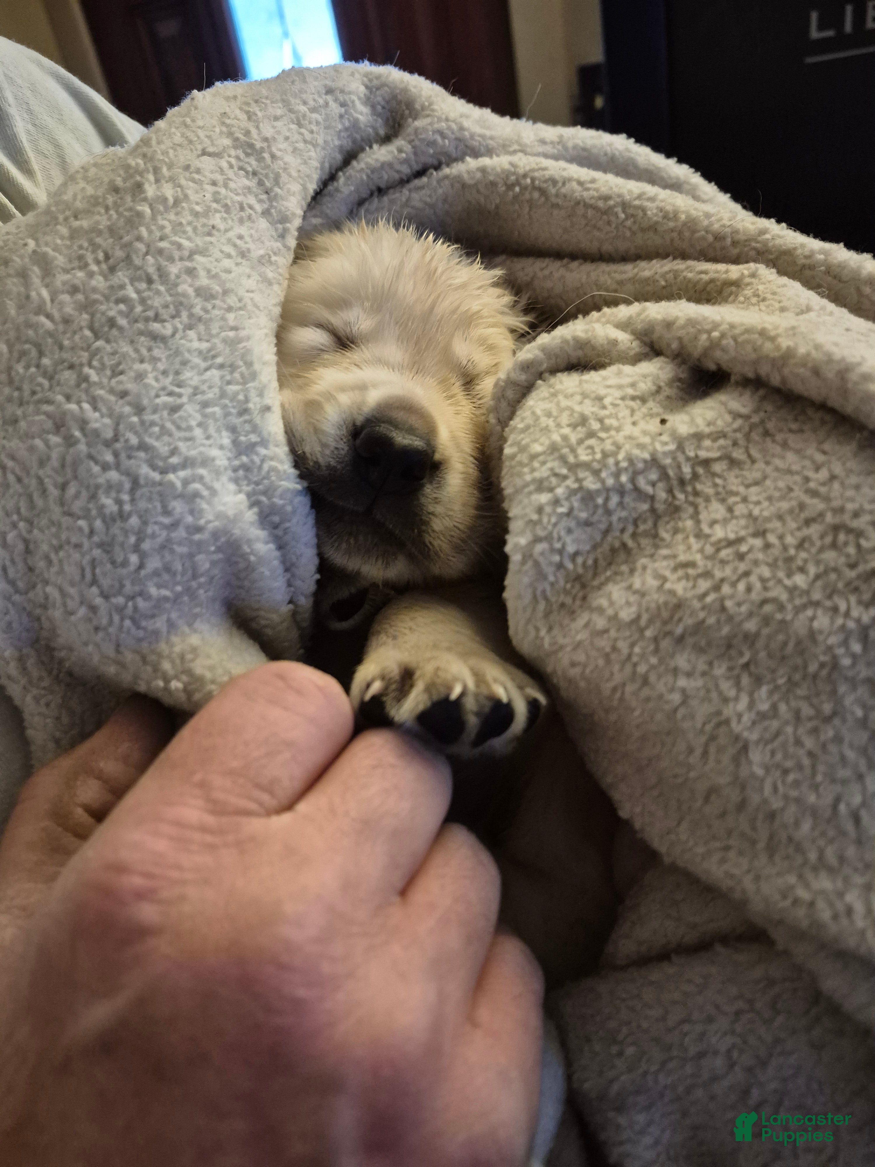 Goldador dogs Goldador Puppy 2 - Ad 7