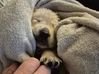 Goldador dogs Goldador Puppy 2 - Ad 7