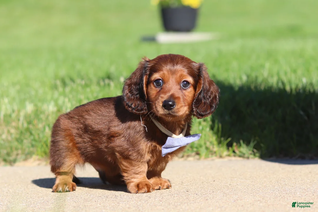 Miniature Dachshund dogs for sale: Ben - Ad 1