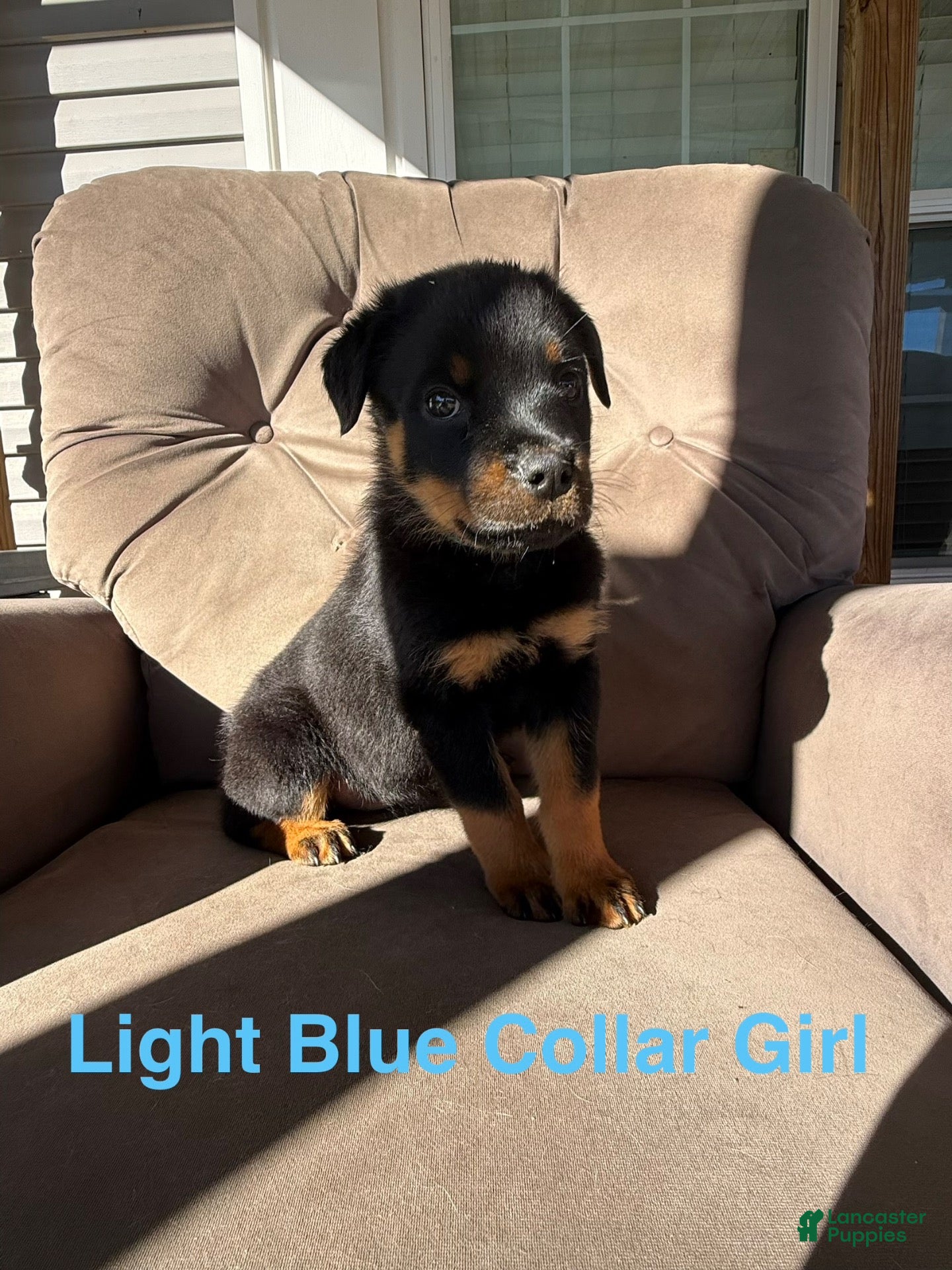 Rottweiler dogs Rottweiler 2 (Light Blue) - Ad 14