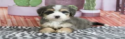 Mini Bernedoodle dogs for sale: Sabrina - Ad 4