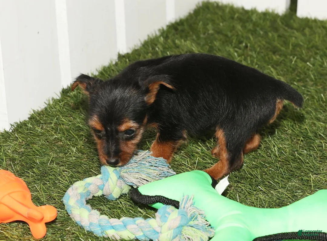 Yorkshire Terrier dogs for sale: Kane - Ad 6