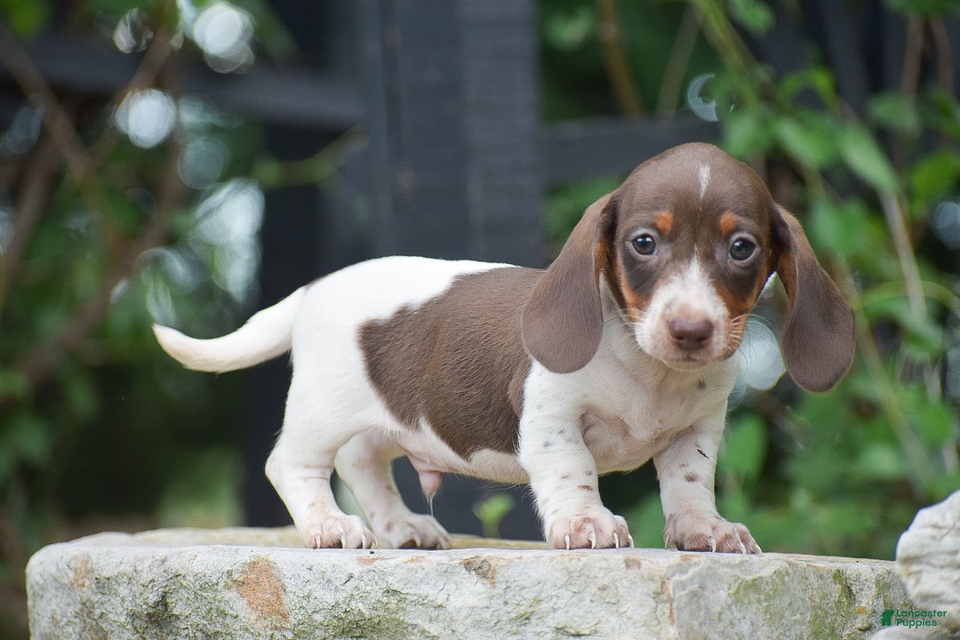 Dachshund dogs for sale: Bandit - Ad 9