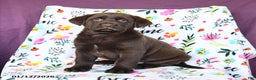 Labrador Retriever dogs for sale: Precious - Ad 2
