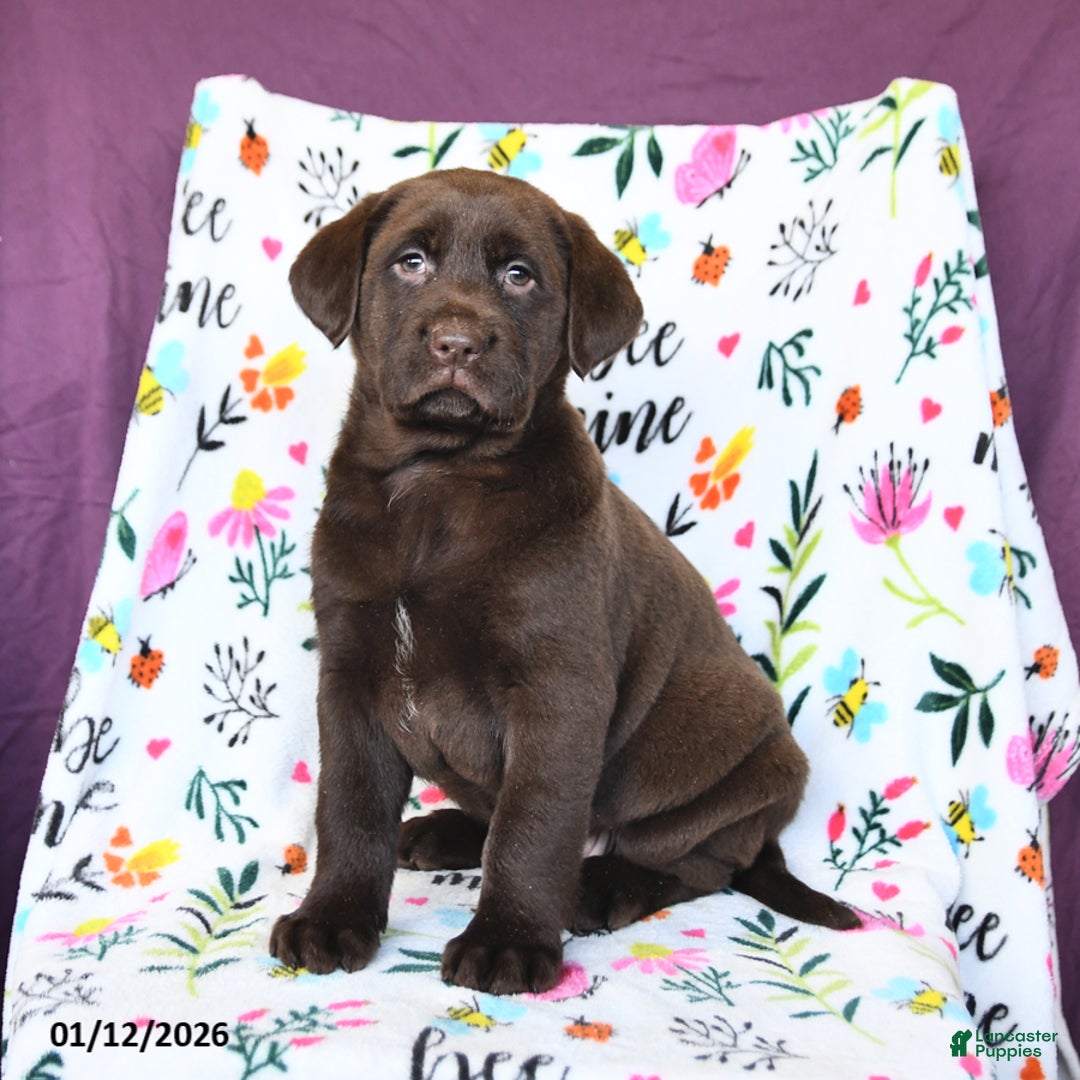 Labrador Retriever dogs for sale: Precious - Ad 2