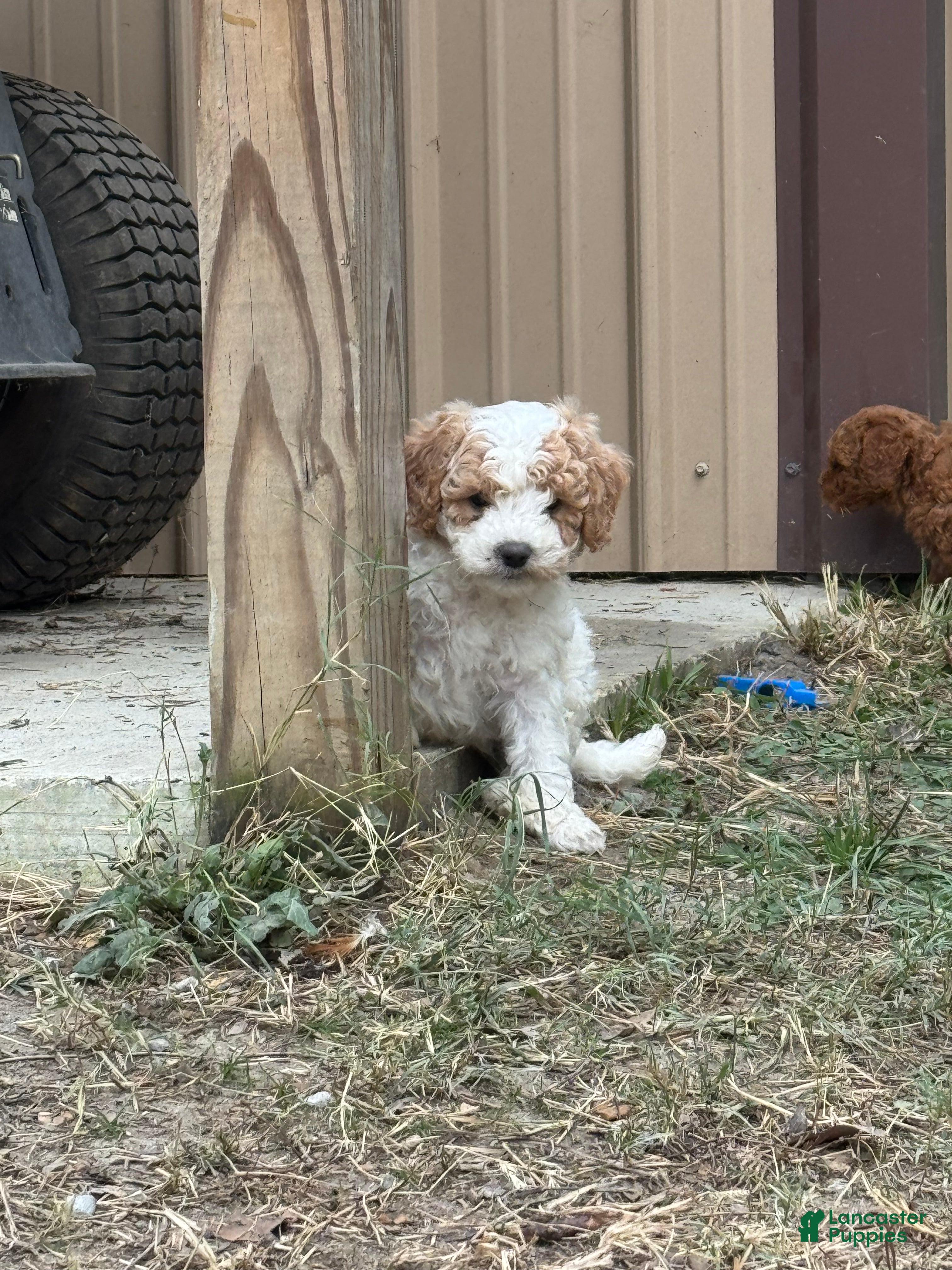 Cavapoo dogs for sale: Flint - Ad 28