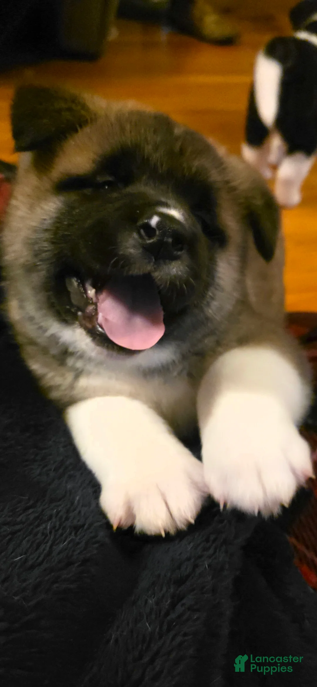 Akita dogs for sale: AKC Finn - Ad 9