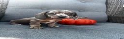 Miniature Dachshund dogs for sale: Winston  - Ad 7