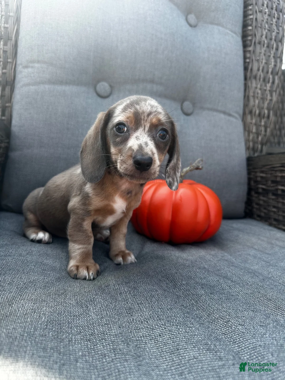 Miniature Dachshund dogs for sale: Winston  - Ad 7