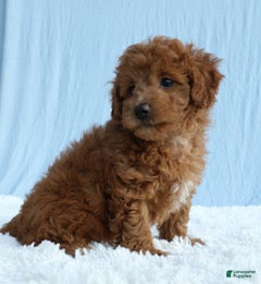 Toy Poodle dogs Waffles 🧇  - Ad 2