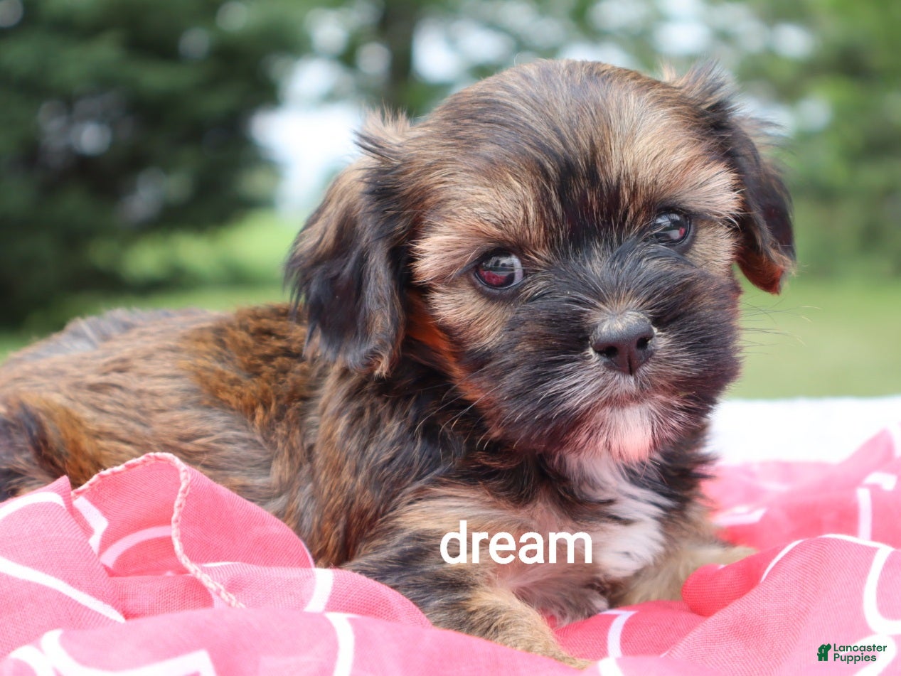 Mixed Breed dogs Jolie - Ad 2
