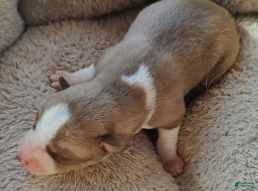 Siberian Husky dogs for sale: Siberian Husky Puppy 2 - Ad 2