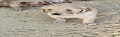 Golden Retriever Puppy 6