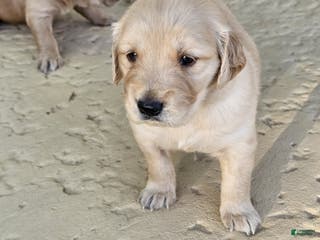 Golden Retriever dogs Golden Retriever Puppy 6 - Ad 18