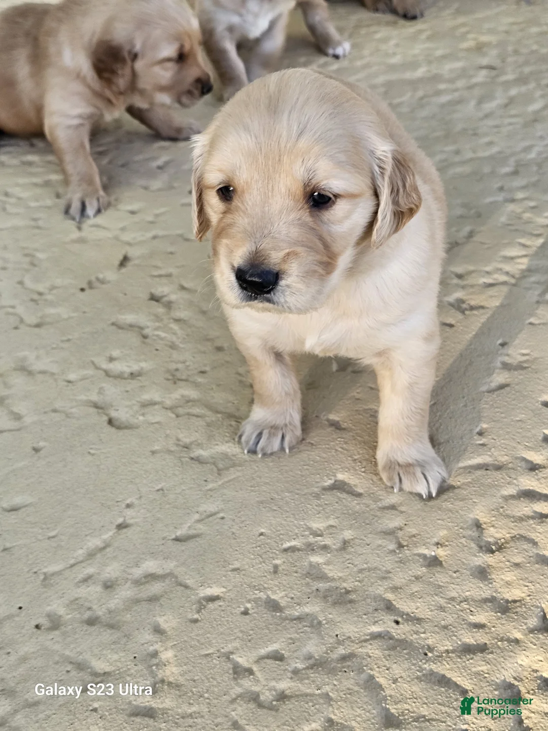 Golden Retriever dogs for sale: Golden Retriever Puppy 6 - Ad 1
