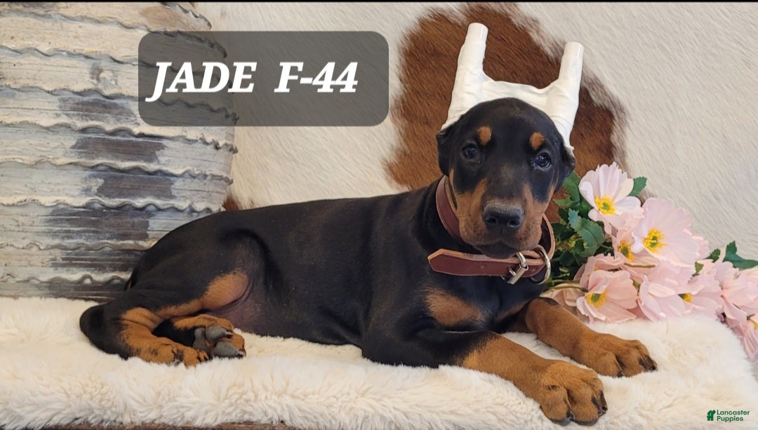 Doberman Pinscher dogs JADE - Ad 41