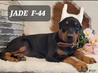 Doberman Pinscher dogs JADE - Ad 32