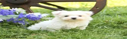 Maltese dogs for sale: Candy - Ad 3