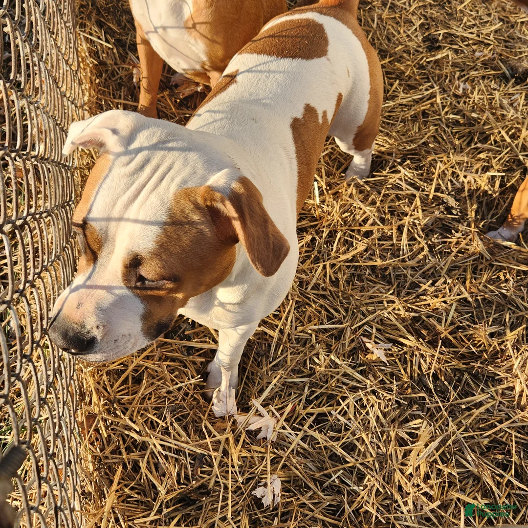 Mixed Breed dogs for sale: Lilly  - Ad 4