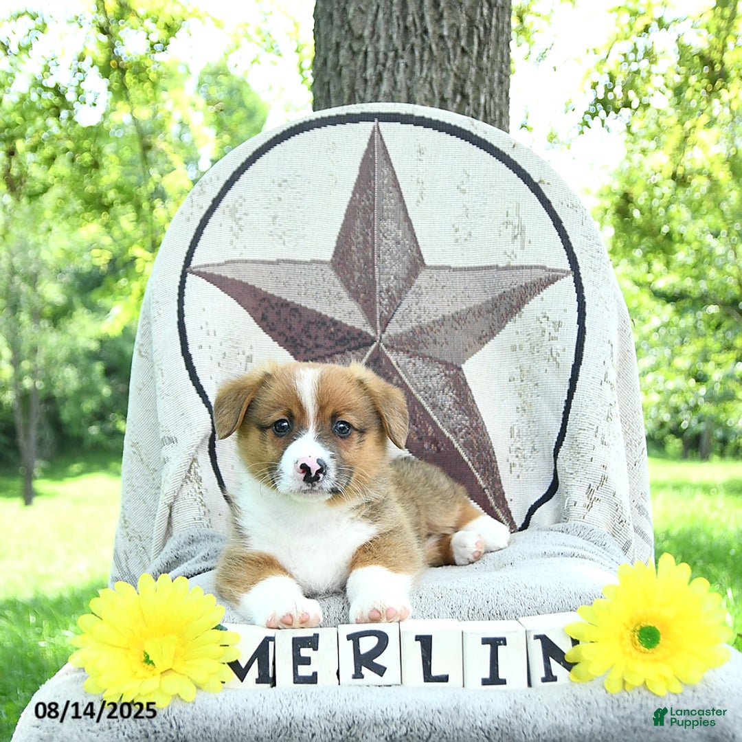 Welsh Corgi Pembroke dogs for sale: Merlin - Ad 6