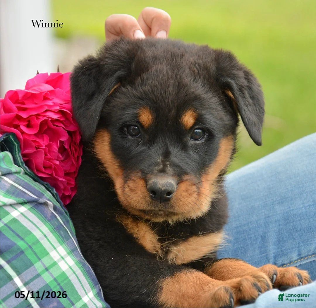 Rottweiler dogs for sale: Winnie - Ad 4