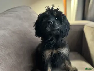 Cavapoo dogs Cady - Ad 38