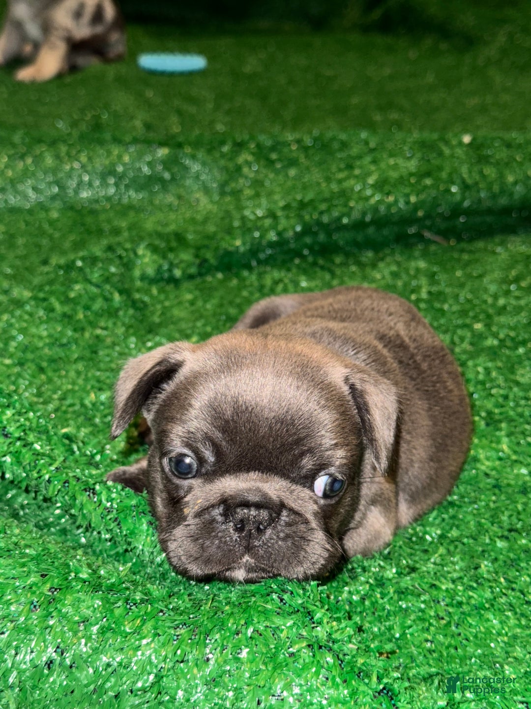 French Bulldog dogs for sale: French Bulldog Puppy 3 - Ad 6