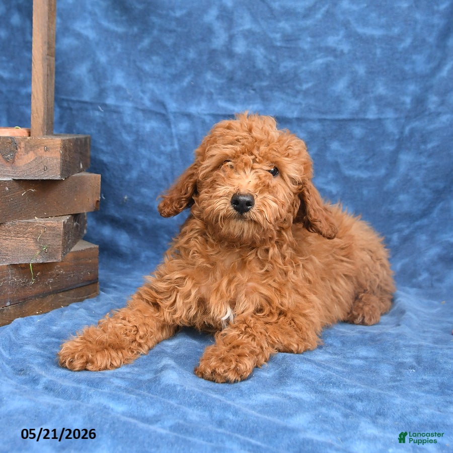 Mini Goldendoodle dogs for sale: Bowser - Ad 4