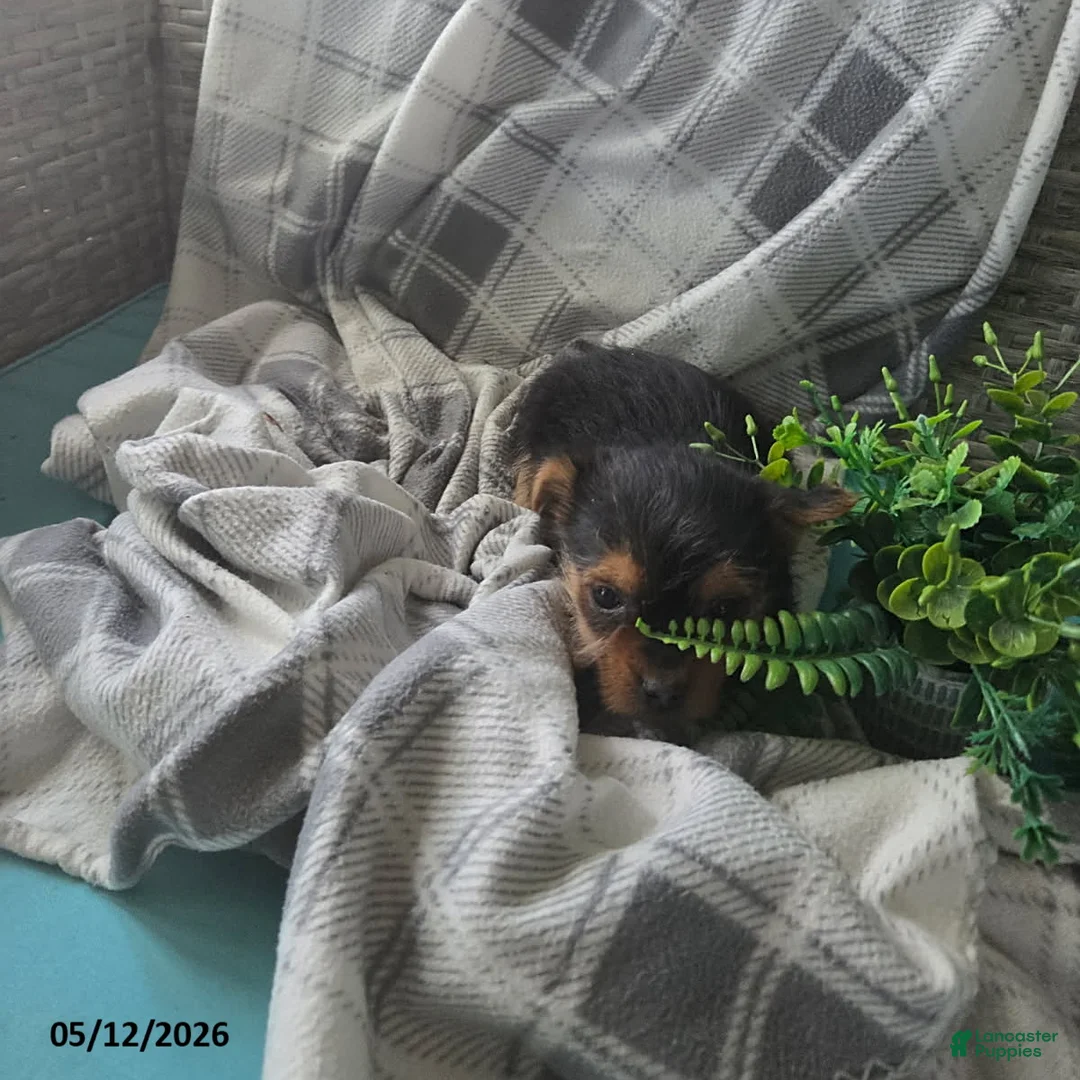 Yorkshire Terrier dogs for sale: Haley - Ad 1