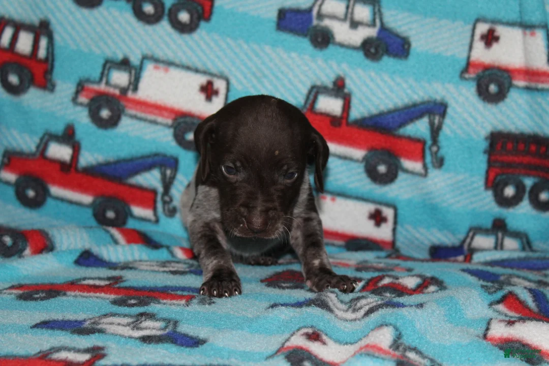 German Shorthaired Pointer dogs for sale: Rose - Ad 3